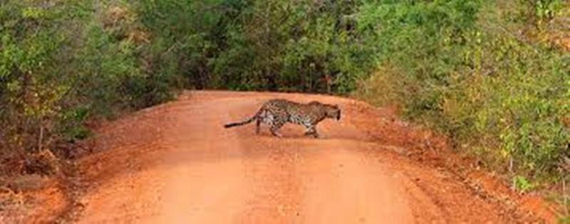 Отель Leopard Trails Яла Экстерьер фото