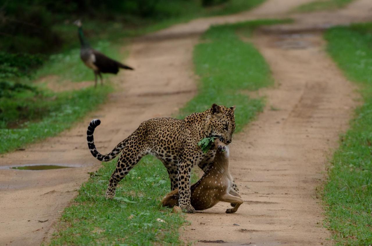 Отель Leopard Trails Яла Экстерьер фото