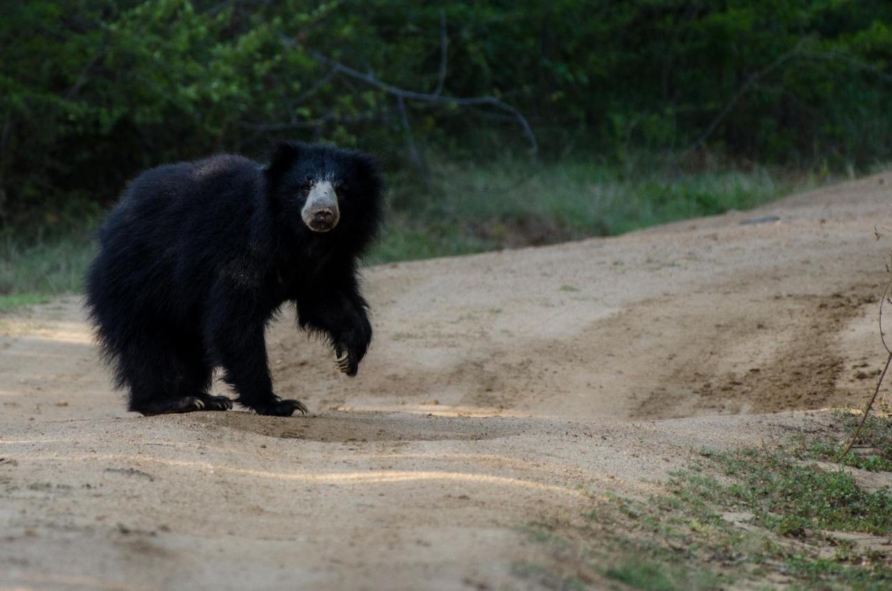 Отель Leopard Trails Яла Экстерьер фото